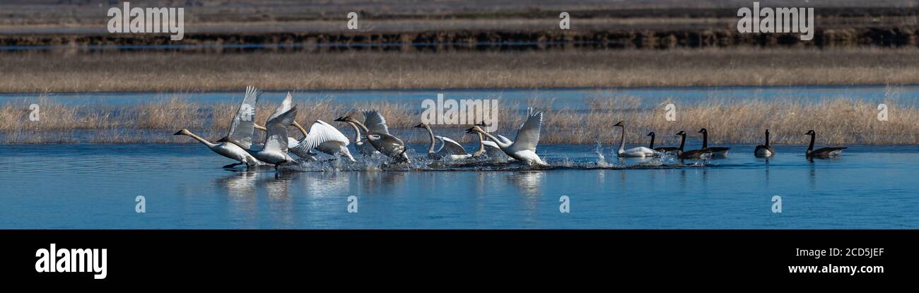 Schar von Schwanen, die im Flug vom Wasser abheben Schwanenflug, Oregon, Merrill, Lower Klamath National Wildlife Refuge, Winter Stockfoto