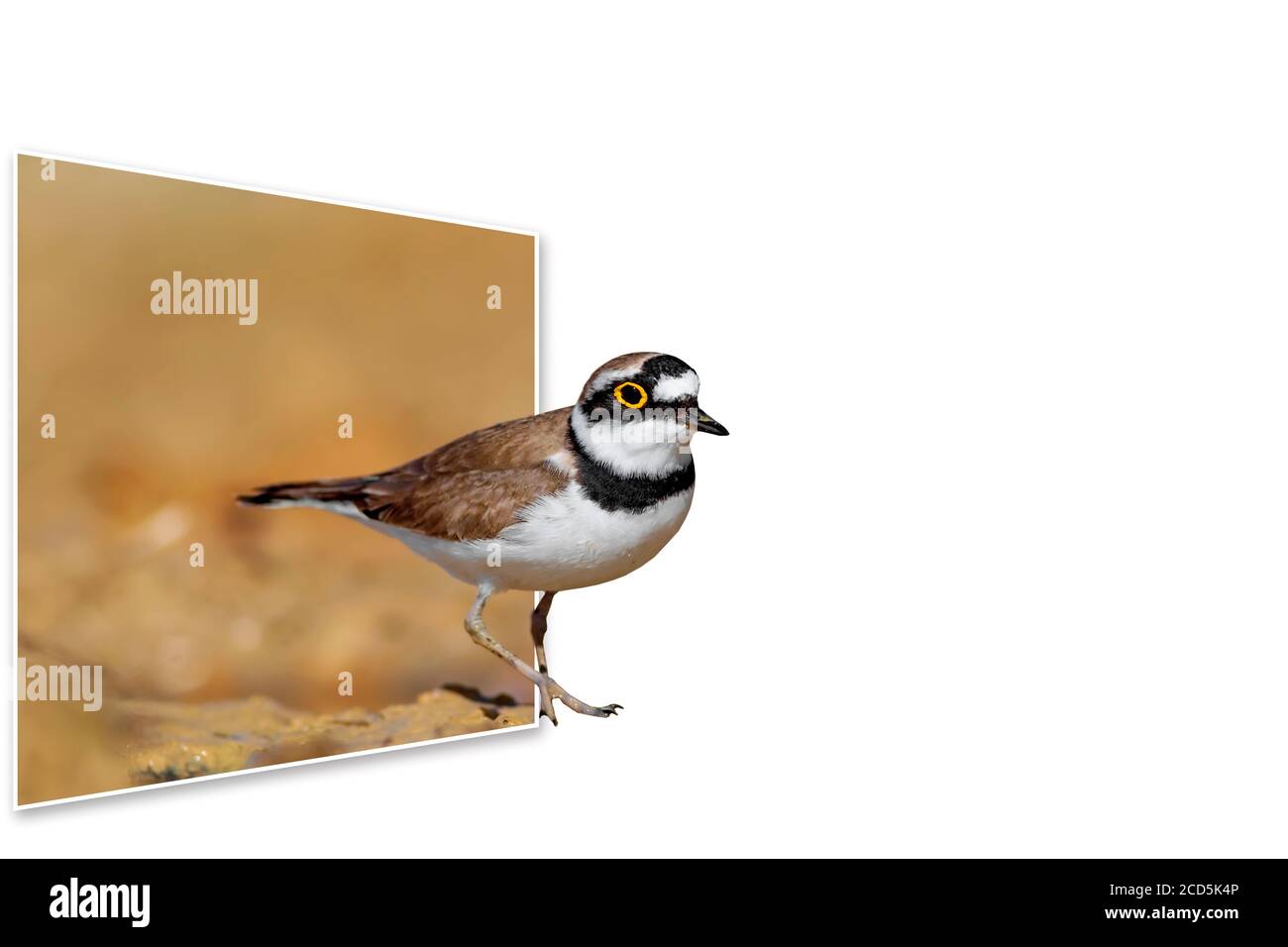 Surreales Bild der Natur. Abstrakte Bilder. Weißer Hintergrund. Stockfoto