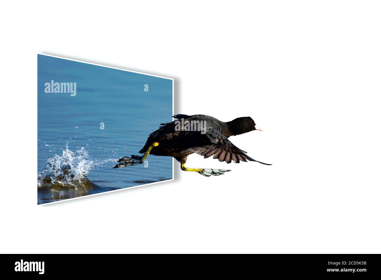 Surreales Bild der Natur. Abstrakte Bilder. Weißer Hintergrund. Stockfoto