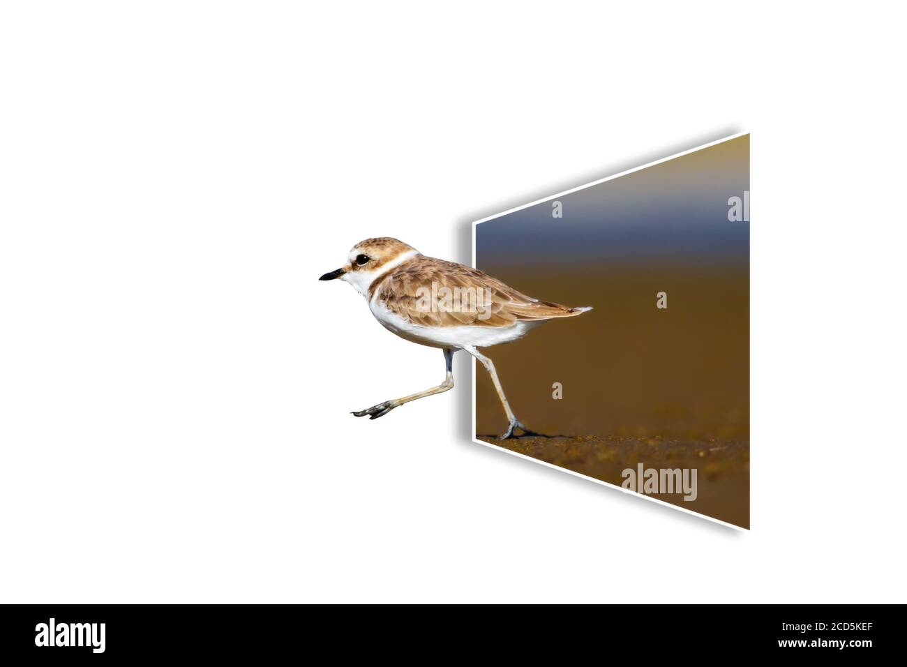 Surreales Bild der Natur. Abstrakte Bilder. Weißer Hintergrund. Stockfoto