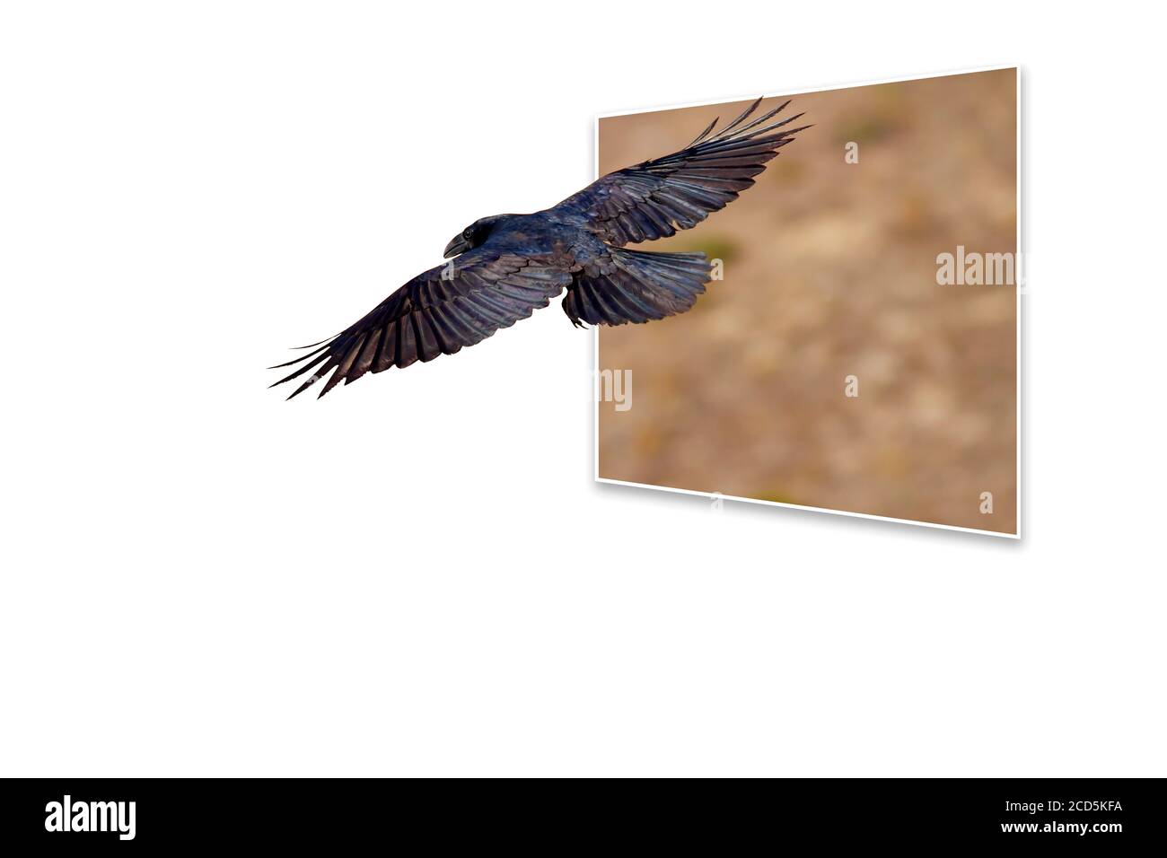 Surreales Bild der Natur. Abstrakte Bilder. Weißer Hintergrund. Stockfoto