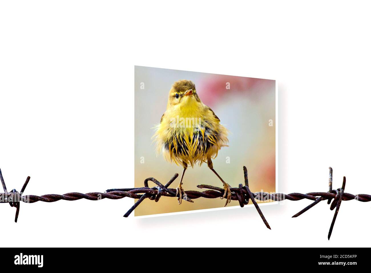 Surreales Bild der Natur. Abstrakte Bilder. Weißer Hintergrund. Stockfoto