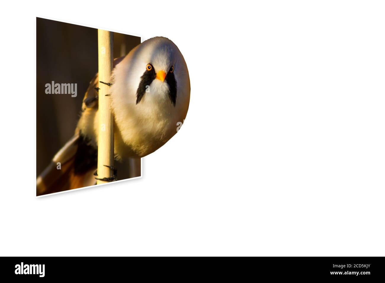 Surreales Bild der Natur. Abstrakte Bilder. Weißer Hintergrund. Stockfoto