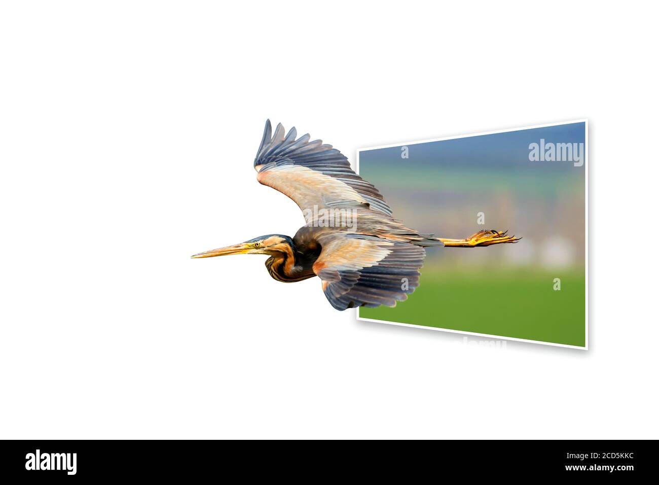 Surreales Bild der Natur. Abstrakte Bilder. Vogel: Purpurreiher. Stockfoto