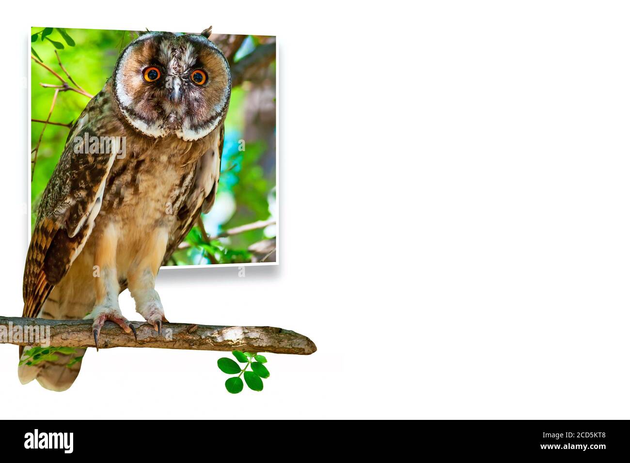 Surreales Bild der Natur. Abstrakte Bilder. Stockfoto