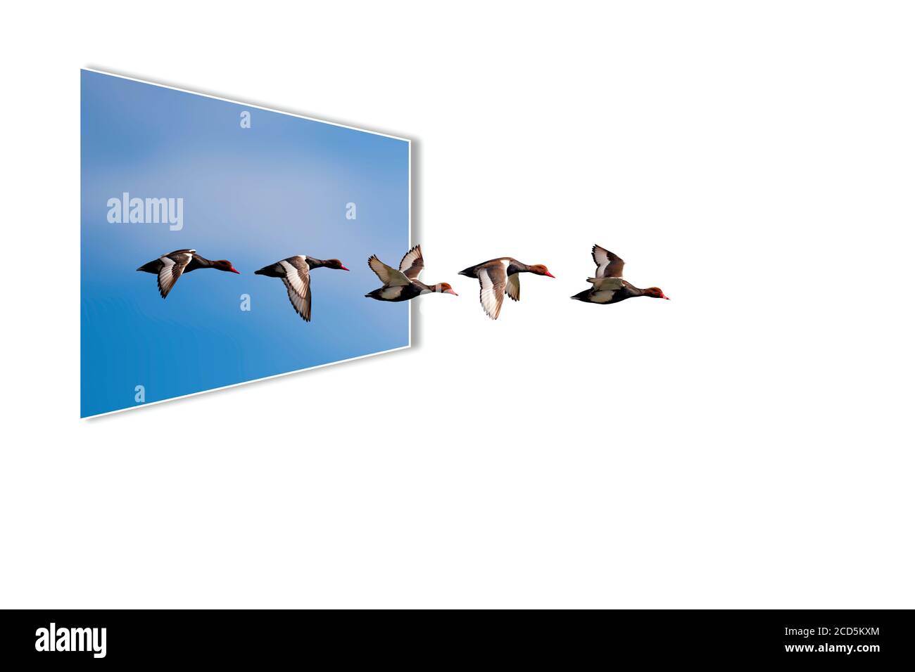 Surreales Bild der Natur. Abstrakte Bilder. Weißer Hintergrund. Stockfoto