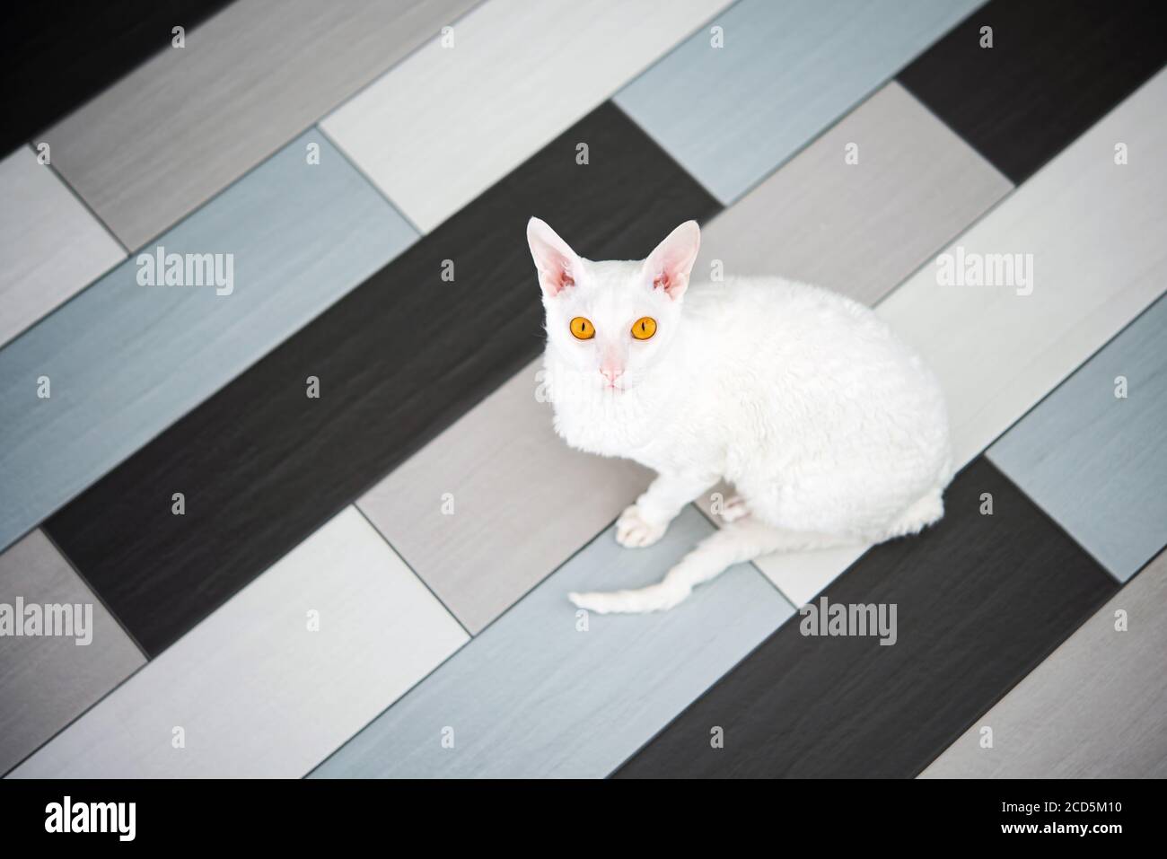 Hauskatze (Cornish Rex) Blick die Kamera auf der Fliese sitzen. Stockfoto