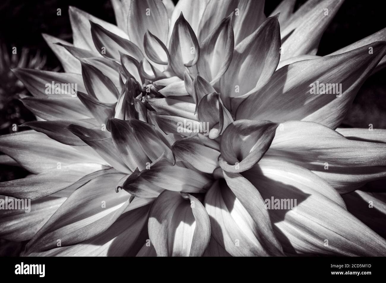 Schwarze dahlie blume Fotos und Bildmaterial in hoher Auflösung Alamy