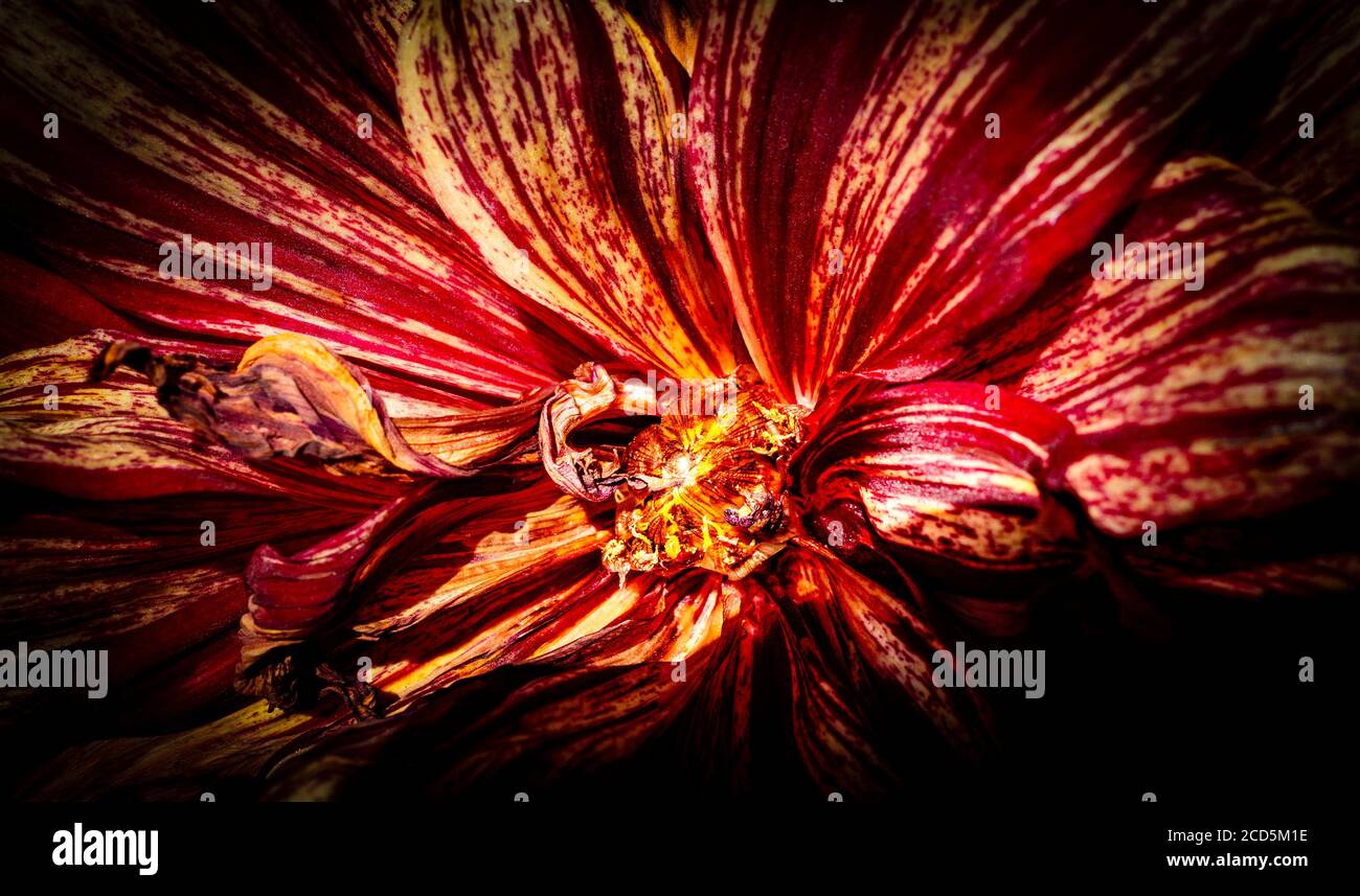 Nahaufnahme von Dahlia Blume Stockfoto