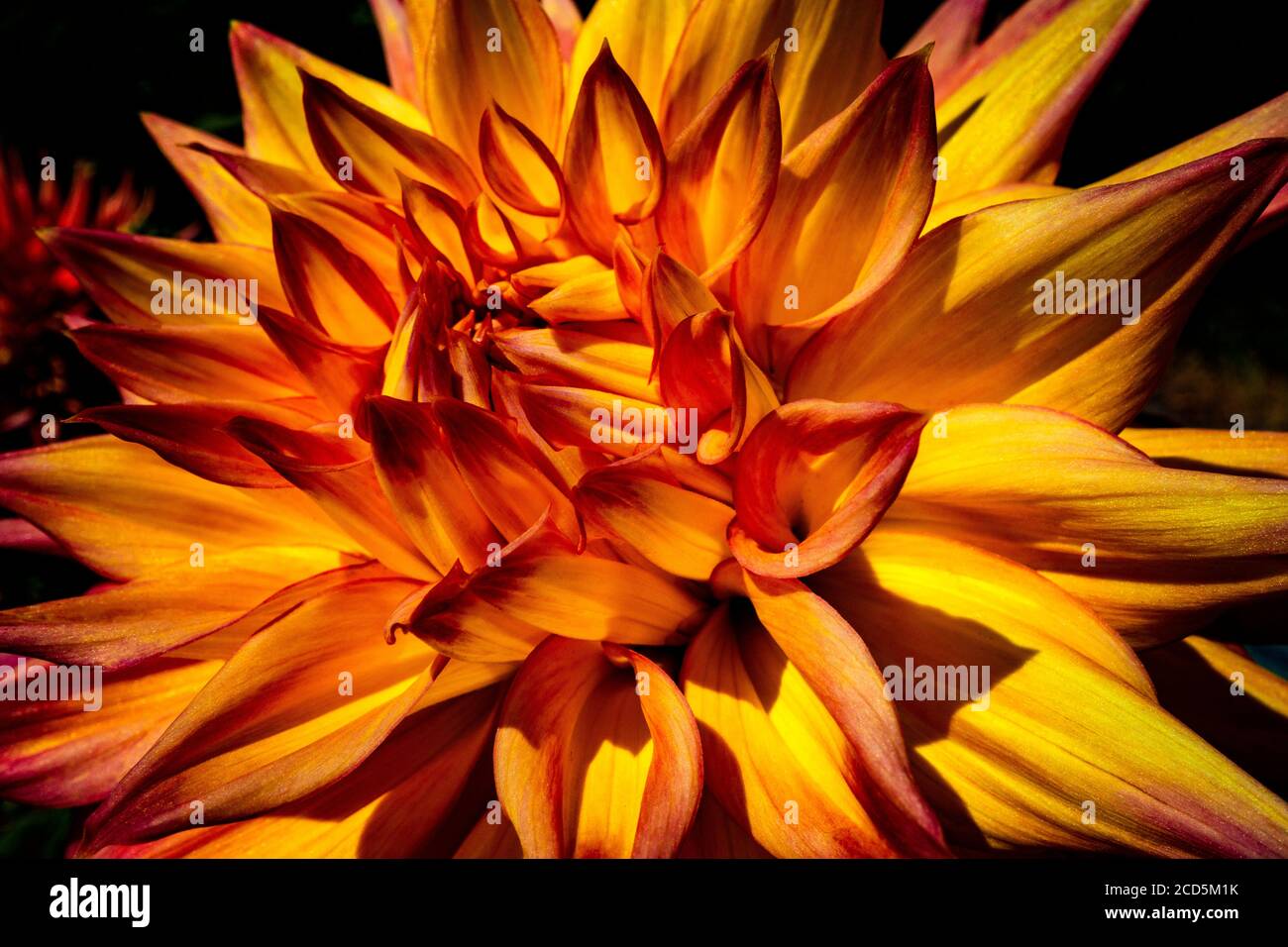 Nahaufnahme von Dahlia Blume Stockfoto