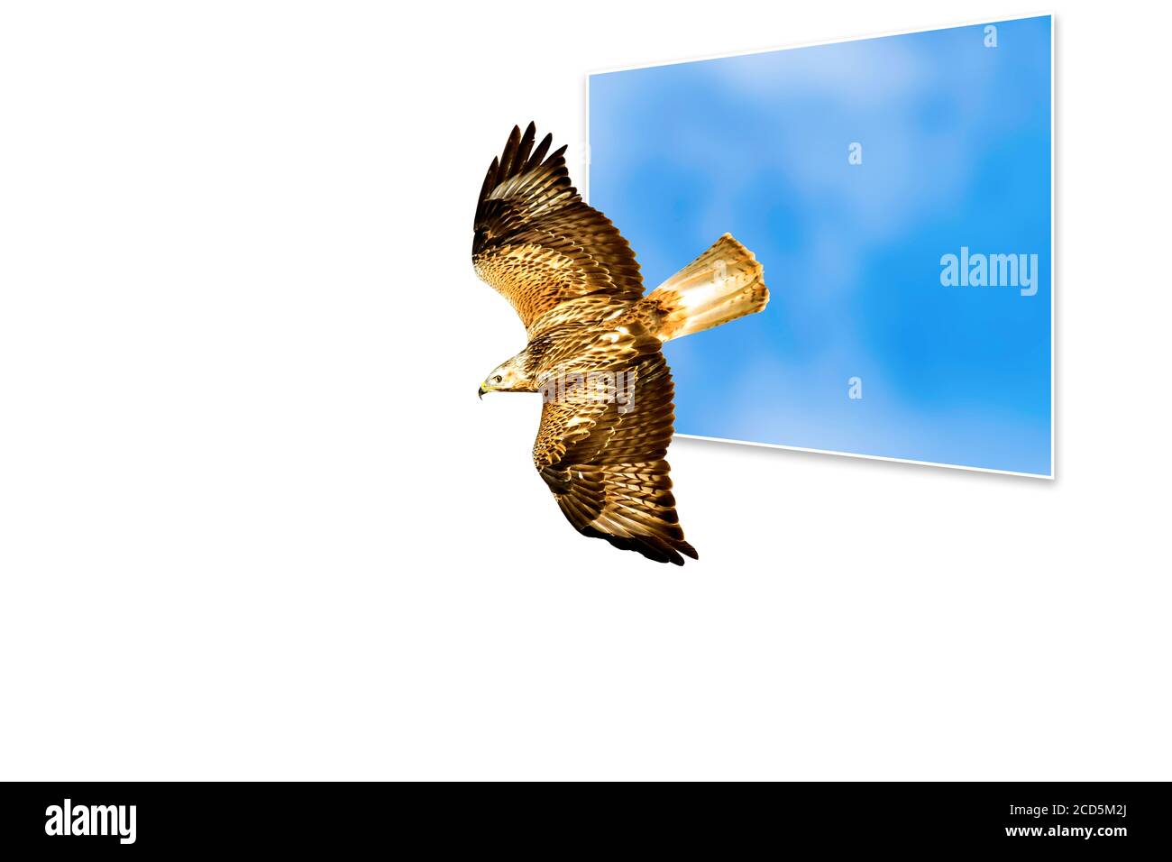 Surreales Bild der Natur. Abstrakte Bilder. Weißer Hintergrund. Stockfoto