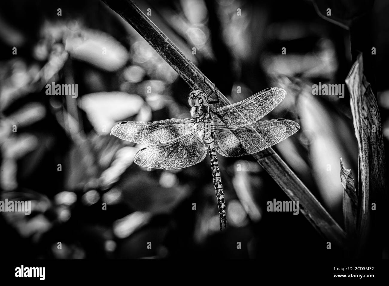 Nahaufnahme von Blue Dasher Dragonfly Stockfoto