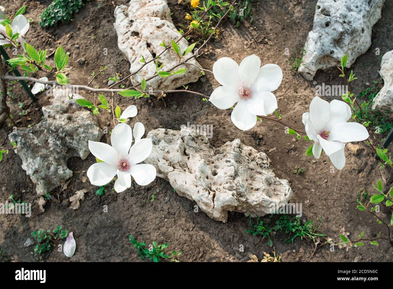 Schöne frische weiße Blumen. Erste Frühlingsblumen. Frühlingsanfang. Stockfoto