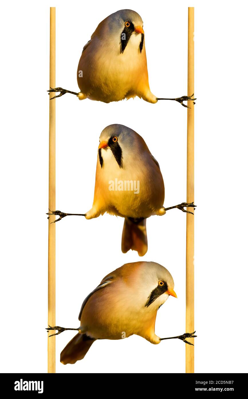 Niedliche kleine Vögel. Isolierte Vögel und Äste. Weißer Hintergrund. Vogel: Bärtiger Nachkäfer. Panurus biarmicus. Stockfoto
