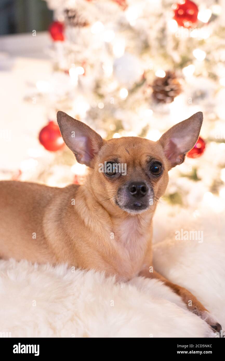 Hund mit weihnachtsbaum Fotos und Bildmaterial in hoher Auflösung Alamy