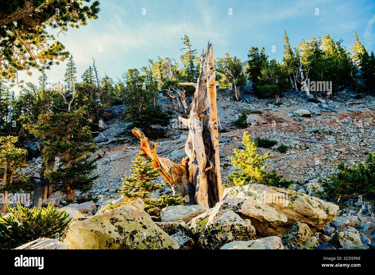 Bristlecone Pine, Great Basin National Park, White Pine County, Nevada, USA Stockfoto