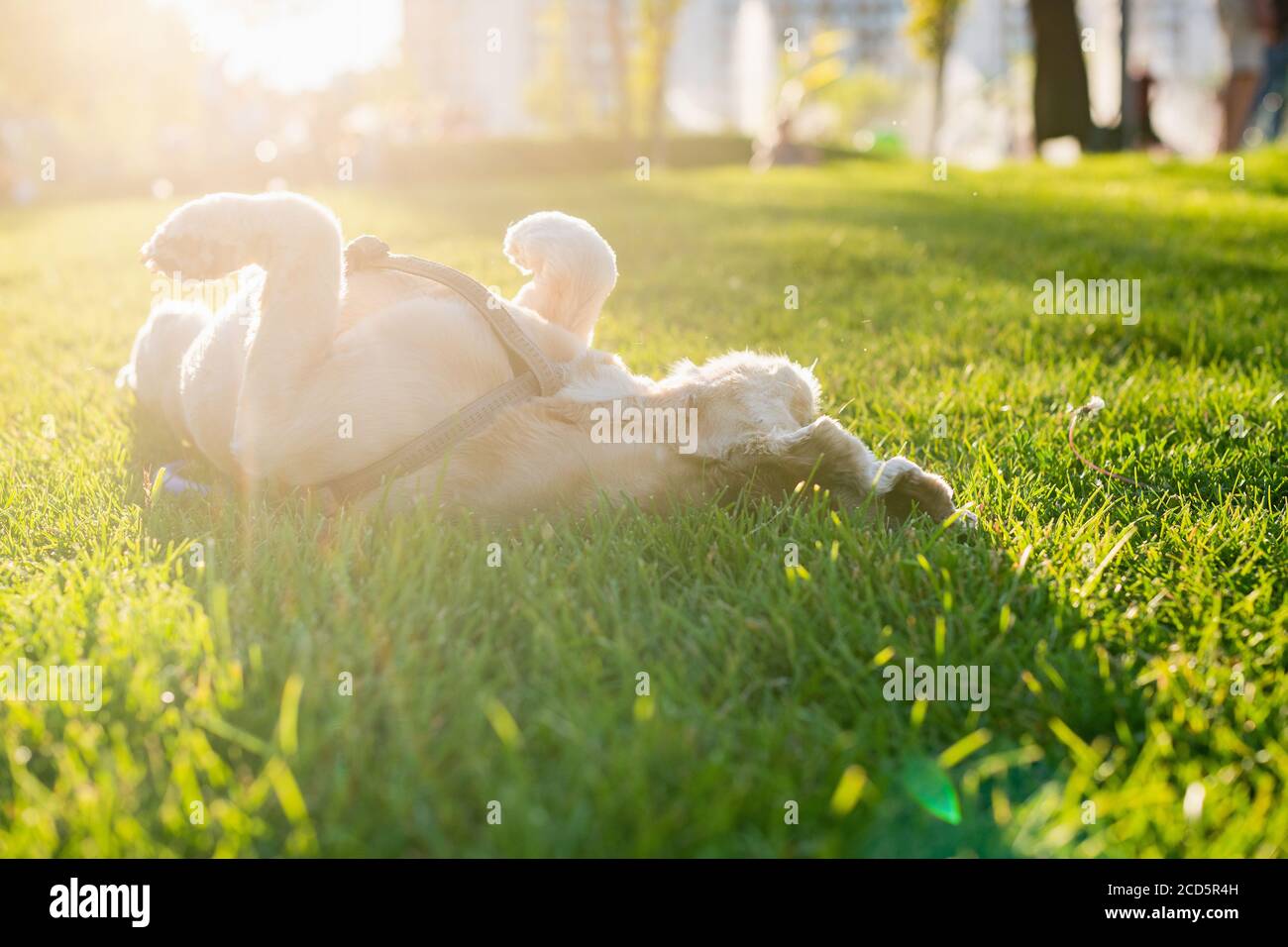 Amerikanischer Cocker Spaniel rollt auf grünem Gras in einem Stadtpark. Die  untergehende Sonne im Hintergrund. Der glückliche Hund liegt auf dem Rücken  Stockfotografie - Alamy