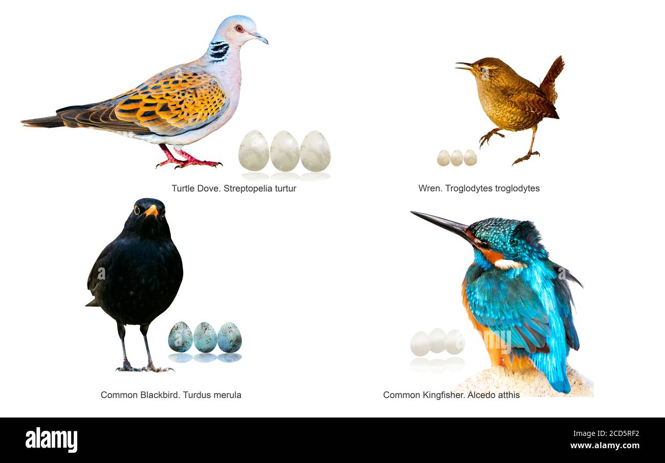 Vögel und Eier. Isolierte Vögel. Weißer Hintergrund. Stockfoto