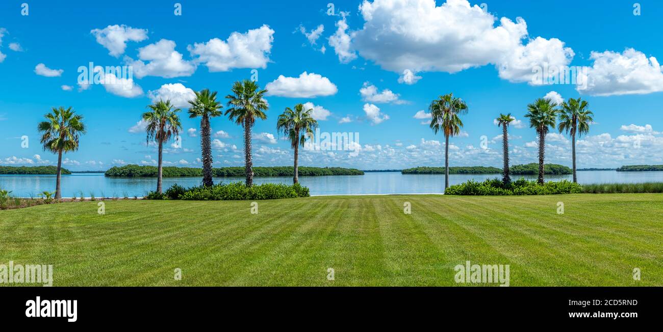 Palmen in Bayfront Park, Longboat Key, Florida, USA Stockfoto