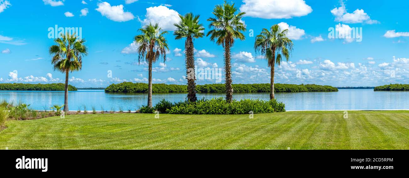 Palmen in Bayfront Park, Longboat Key, Florida, USA Stockfoto