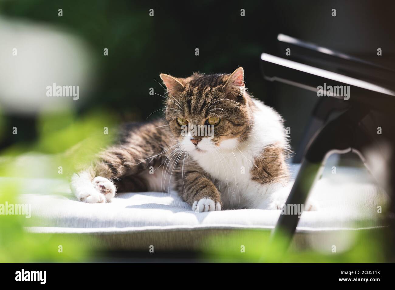 Tabby weiße britische Shorthair Katze Sonnenbaden auf einem Liegestuhl Im Hinterhof Stockfoto