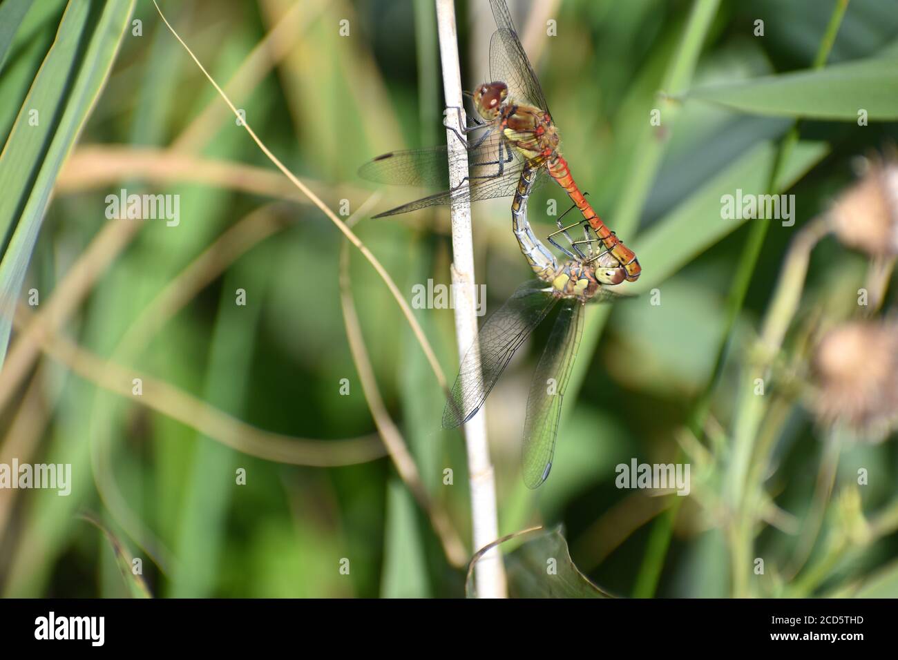 Gemeine Darter kleine Libelle, die lange Perioden auf thront verbringt Vegetation Mauern Zäune sogar Gartenstöcke Es ist bekannt In England Wales Irland Stockfoto