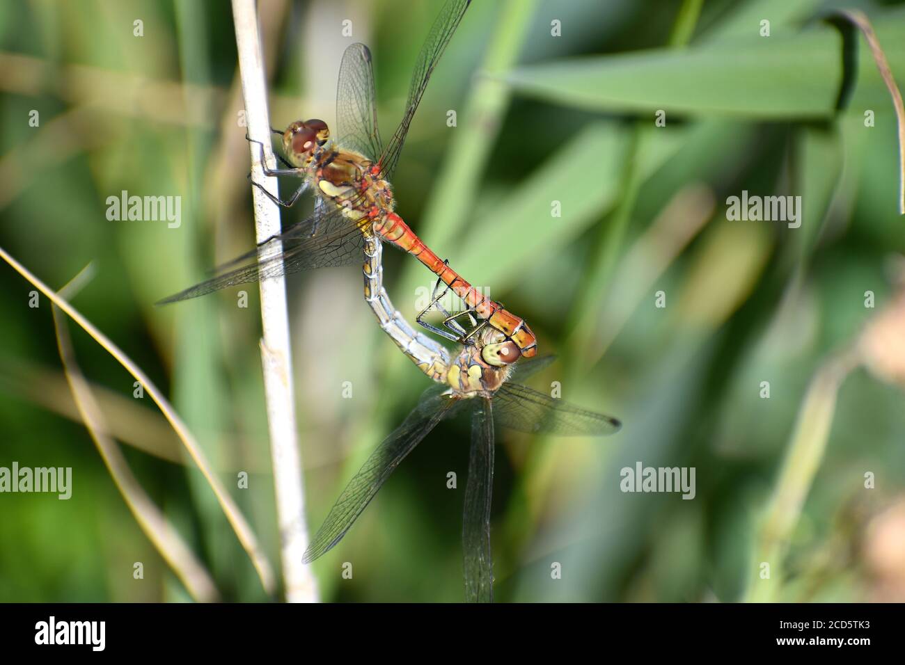 Gemeiner Darter ist Europäische Libelle Männchen in der Regel lebendige rote Farbe Weibchen wird gelblich braun Es ist in Feuchtgebieten Lebensräume gefunden Rassen in Teichen Seen Stockfoto