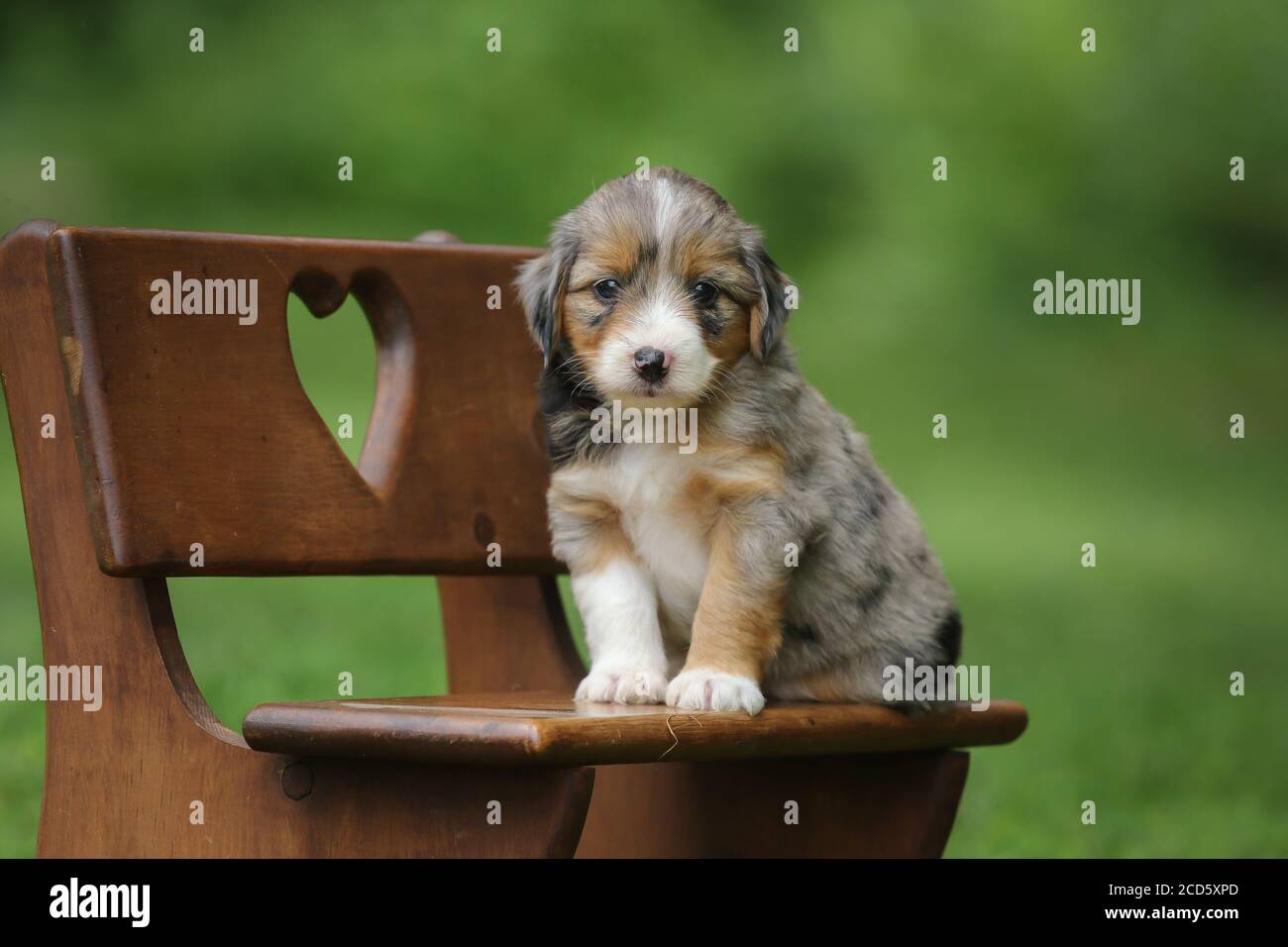 Blue Merle Aussiedoodle Welpe sitzt auf einer Bank draußen mit Grüner Hintergrund Stockfoto