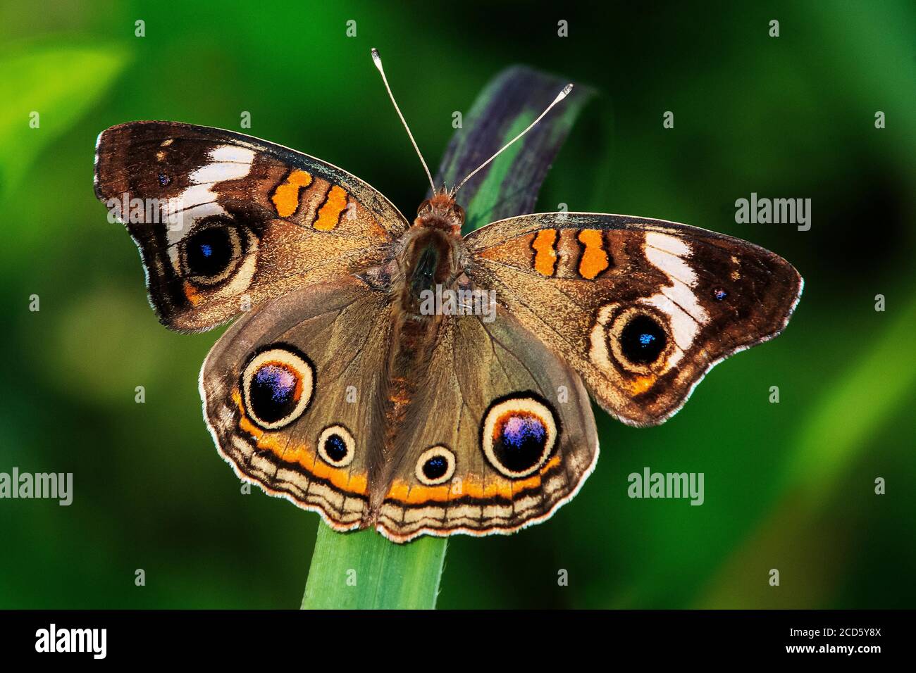 Gewöhnlicher buckeye-Schmetterling, Junonia Coenia Stockfoto