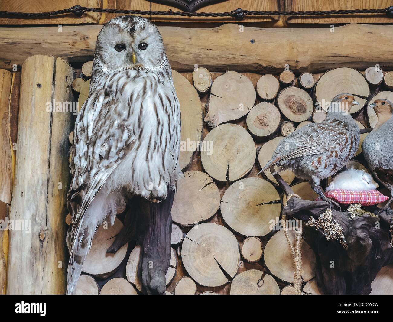 Eine ausgestopfte Eule hängt an einer Blockwand neben einem ausgestopften Rebhuhn in einem Nest. Stockfoto