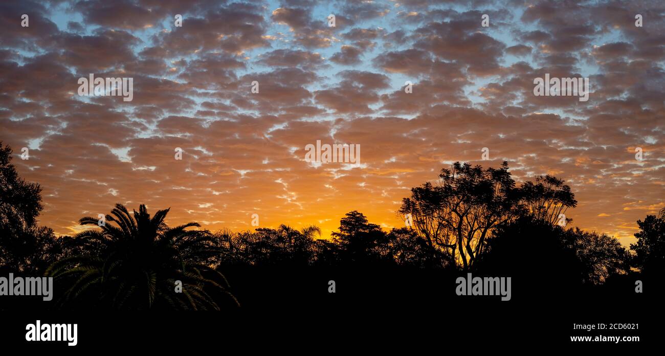 Moody Himmel bei Sonnenaufgang über Silhouetten von Bäumen, Venedig, Florida, USA Stockfoto