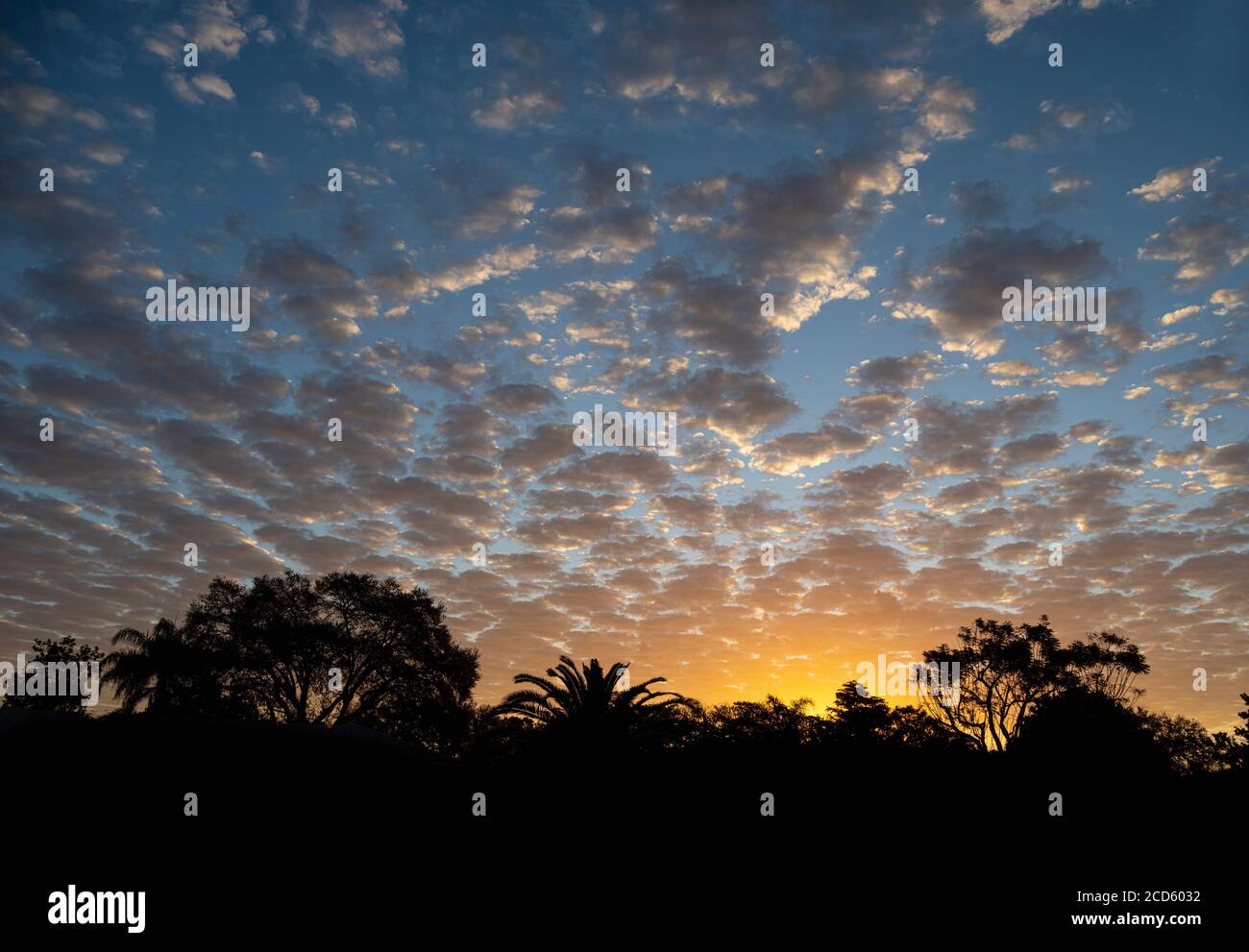 Moody Himmel bei Sonnenaufgang über Silhouetten von Bäumen, Venedig, Florida, USA Stockfoto