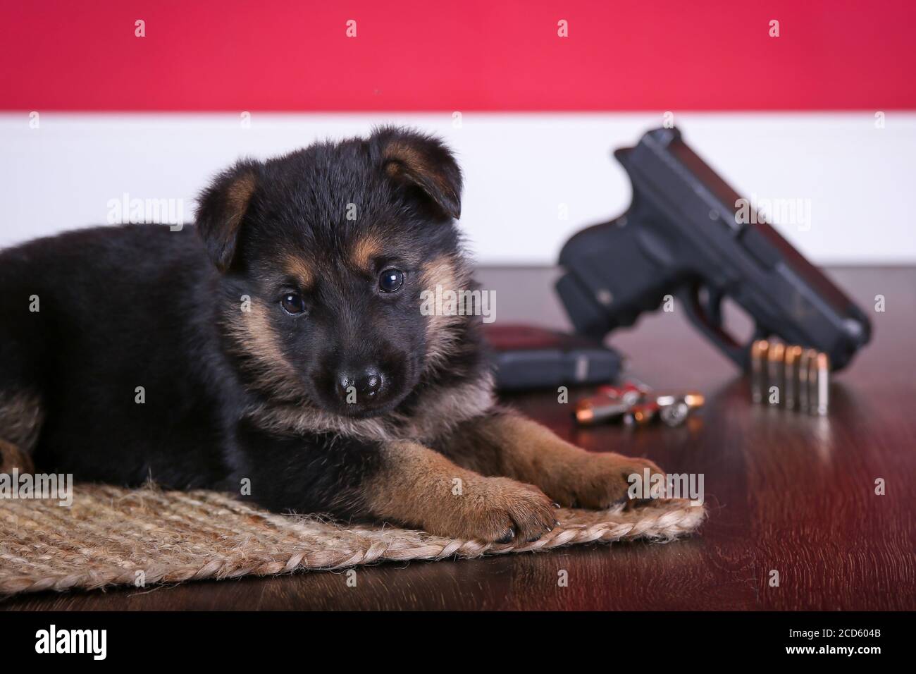 Deutsch Schäferhund Puppy sitzt vor einer Waffe und Aufzählungspunkte Stockfoto