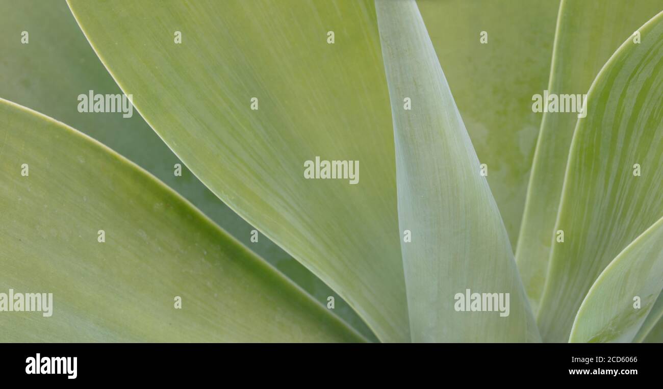 Nahaufnahme der grünen Agavenblätter Stockfoto