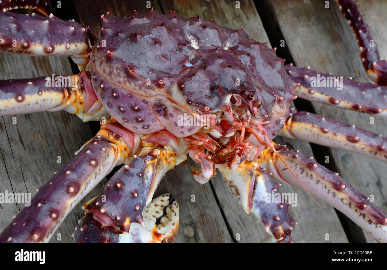 Riesige Konigskrabbe Stockfotos Und Bilder Kaufen Alamy