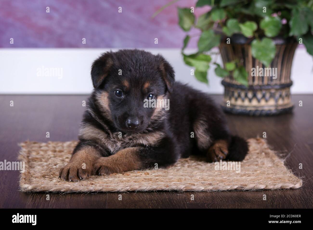 Deutscher Schäferhund-Welpen Stockfoto