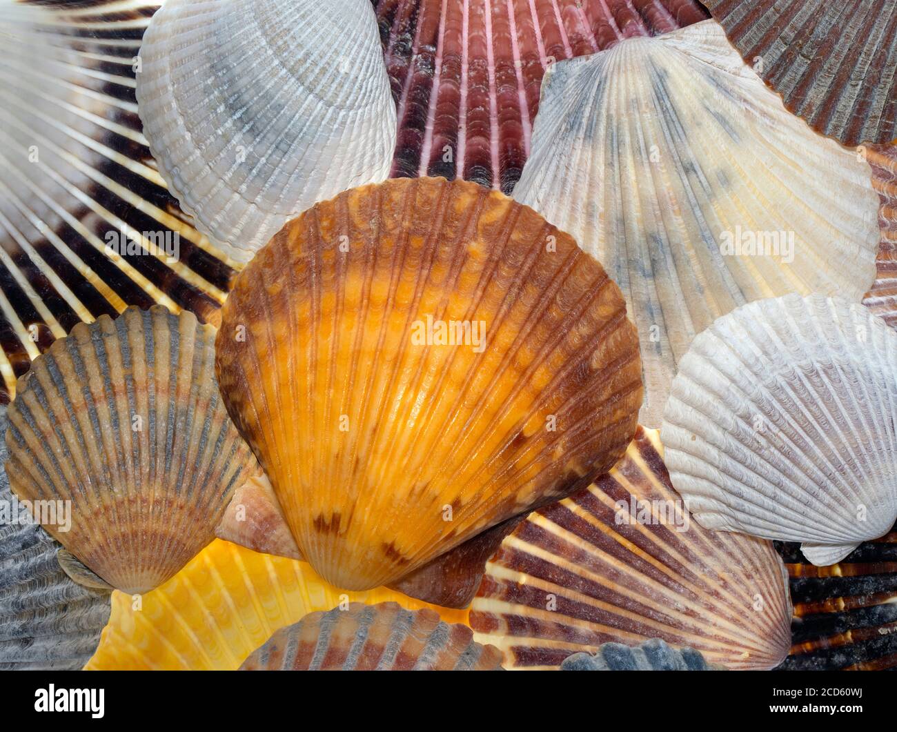Nahaufnahme von vielen Muscheln Stockfoto