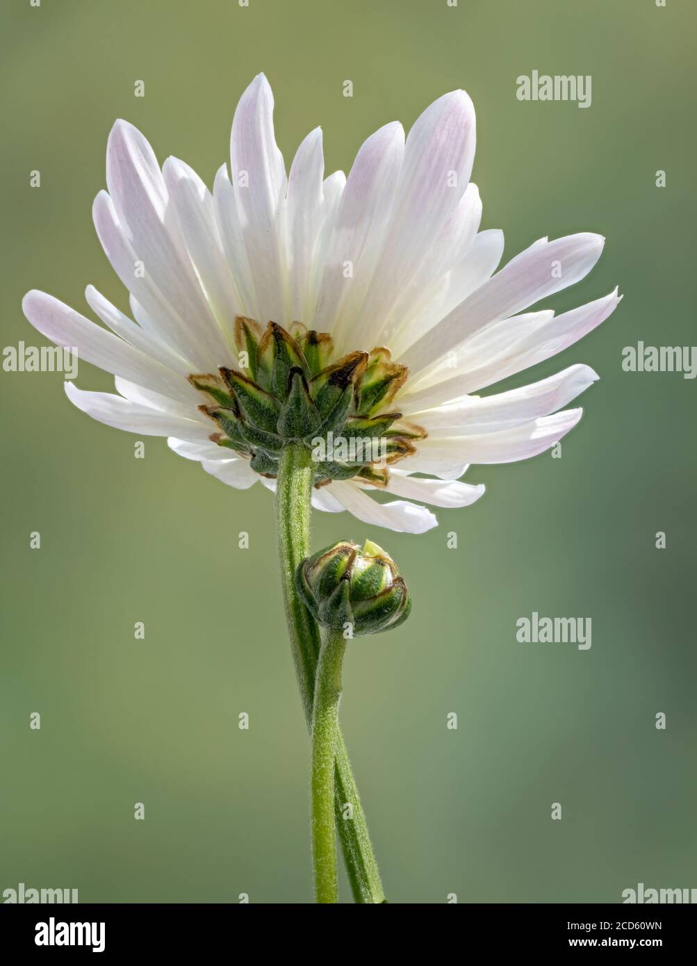 Nahaufnahme der weiße Chrysantheme Blume Stockfoto
