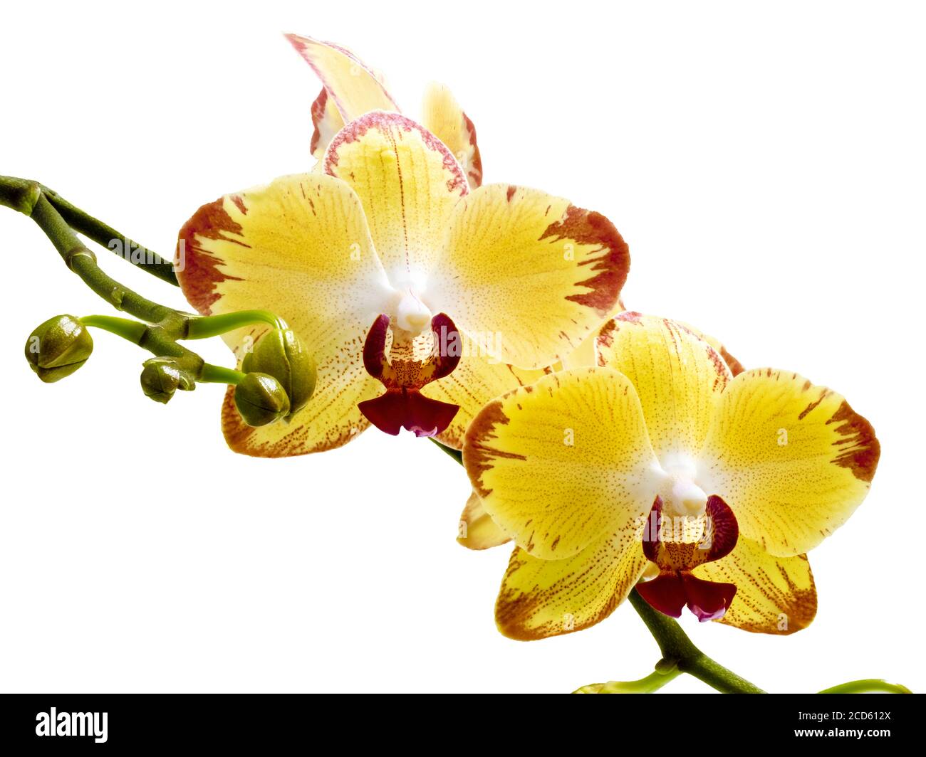 Nahaufnahme der gelben und roten Orchidee vor weißem Hintergrund Stockfoto