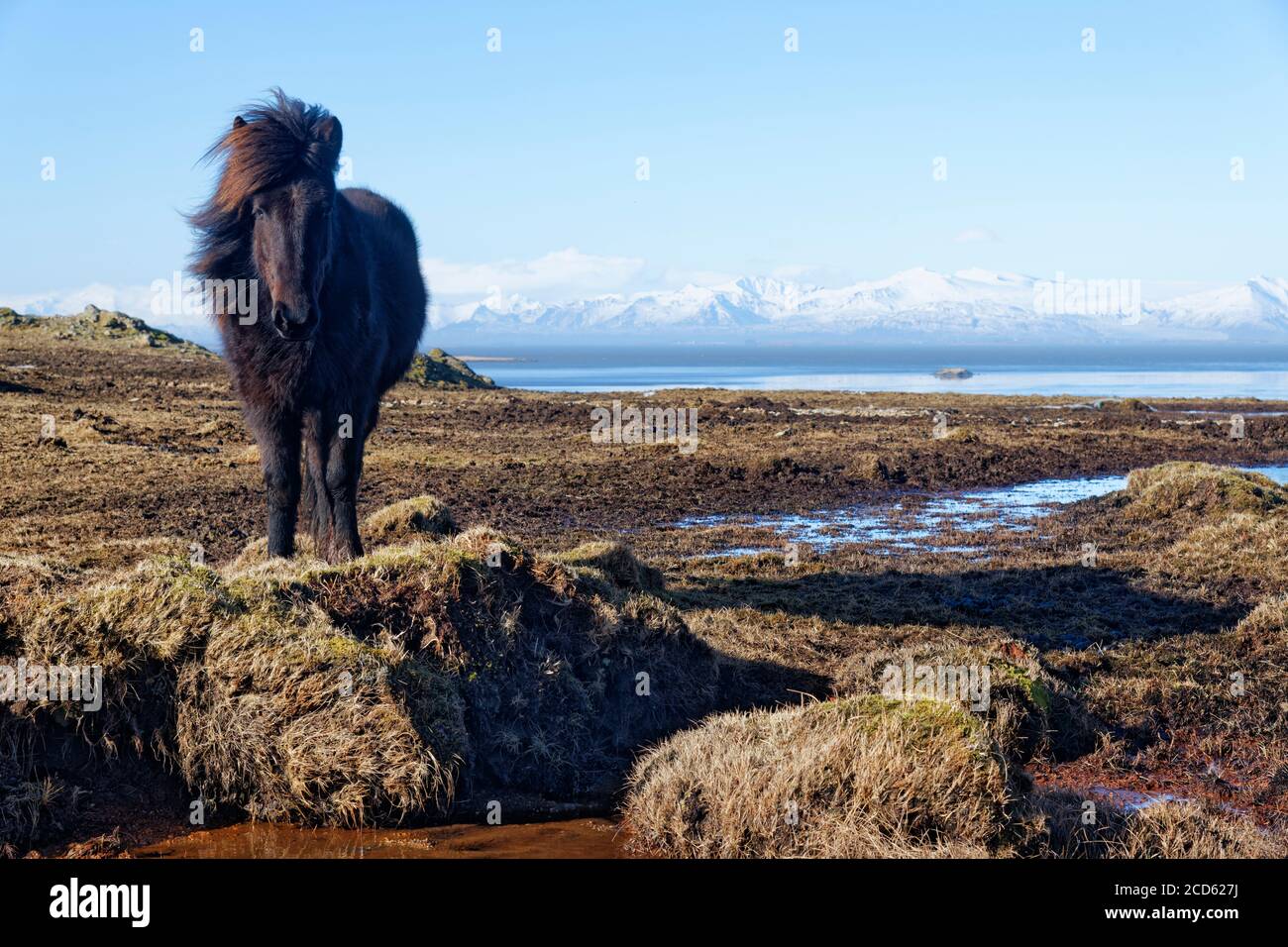 Wildpferd steht in natürlicher Umgebung, Vestrahom, Island Stockfoto