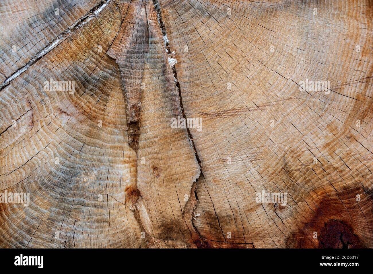 Ein strukturiertes Muster eines Schnittbaums, das viele Ringe auf seiner glatten Oberfläche zeigt. Stockfoto