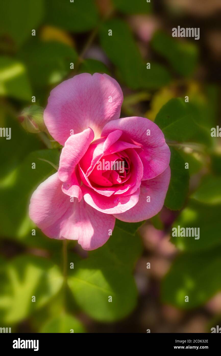 Rosa Gertrude Jekyll in Blüte Stockfoto