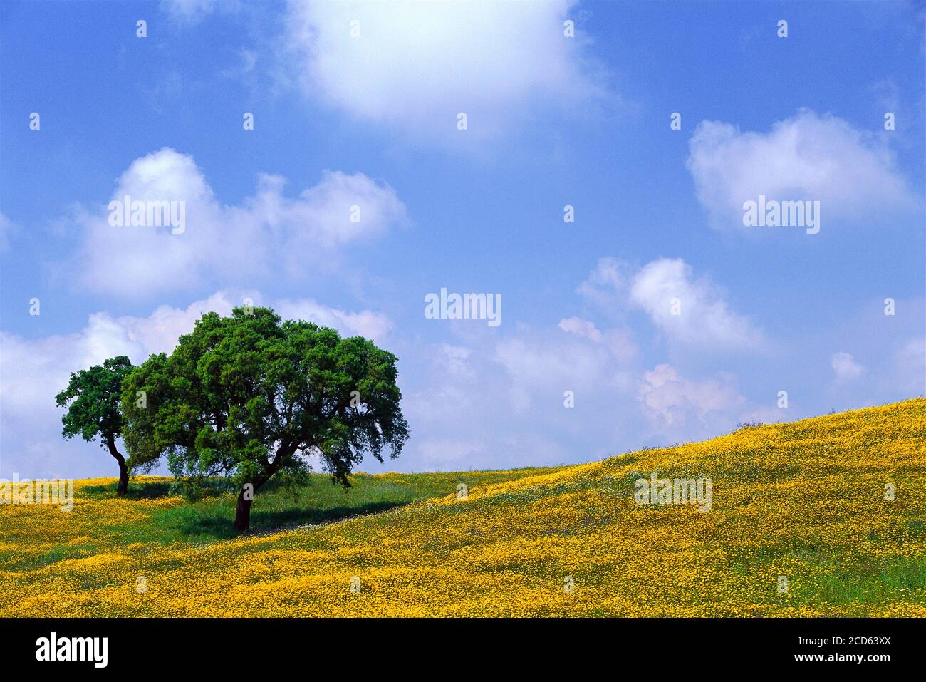 Einzelbaum und Wiese mit gelben Wildblumen, Portugal Stockfoto