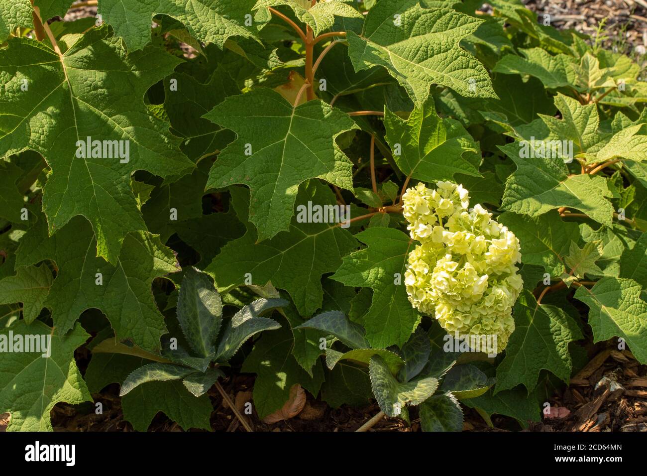 Hortensia quercifolia 'Harmony' Stockfoto