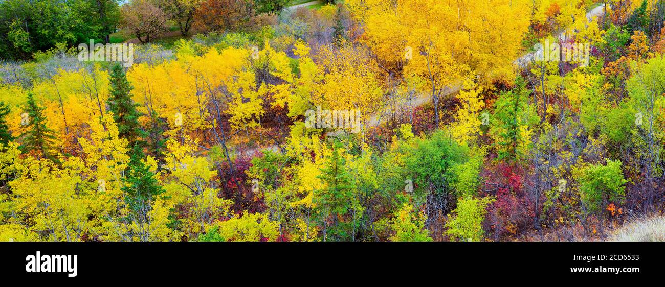 Luftaufnahme von Wanderweg im Wald im Herbst, Edmonton, Alberta, Kanada Stockfoto