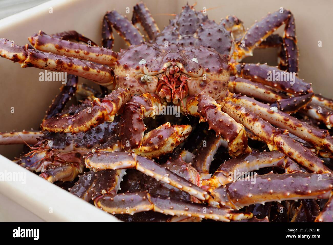 Riesige Konigskrabbe Stockfotos Und Bilder Kaufen Alamy