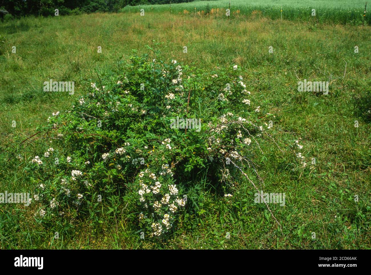 Invasive Arten: Multiflora-Rose, die auf Weideland, Dyersville, Iowa, USA, eindrinkt. Stockfoto