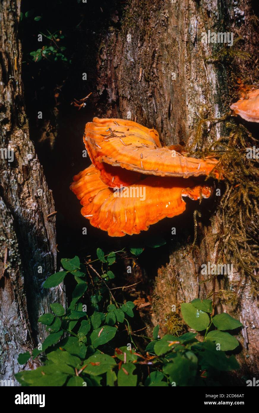 Schwefel Shelf Pilz, Huhn des Waldes, Laetiporus sulfureus. Tal des Hoh River, Olympic National Park, Washington, USA. Stockfoto