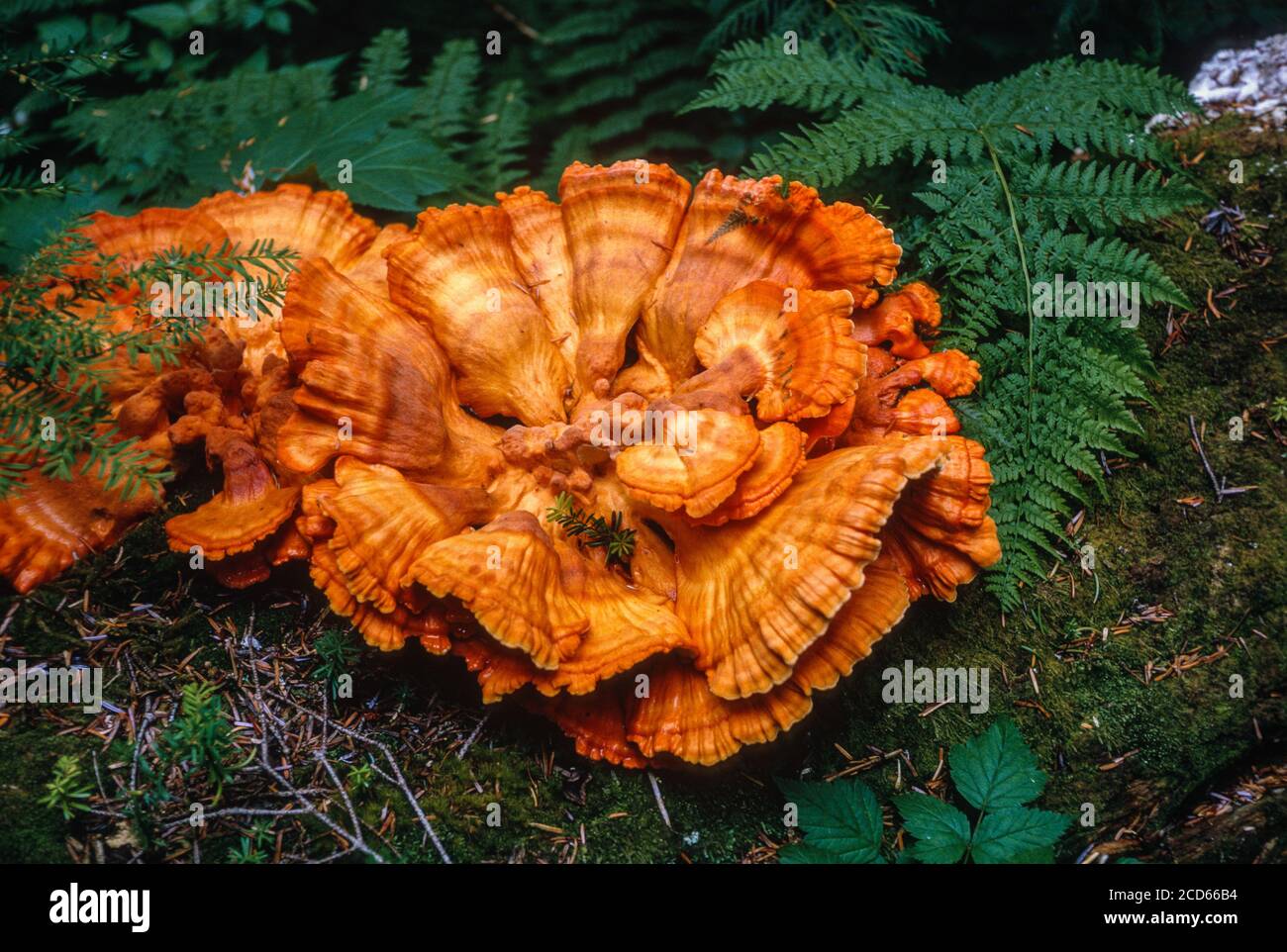 Schwefel Shelf Pilz, Huhn des Waldes, Laetiporus sulfureus. Tal des Hoh River, Olympic National Park, Washington, USA. Stockfoto