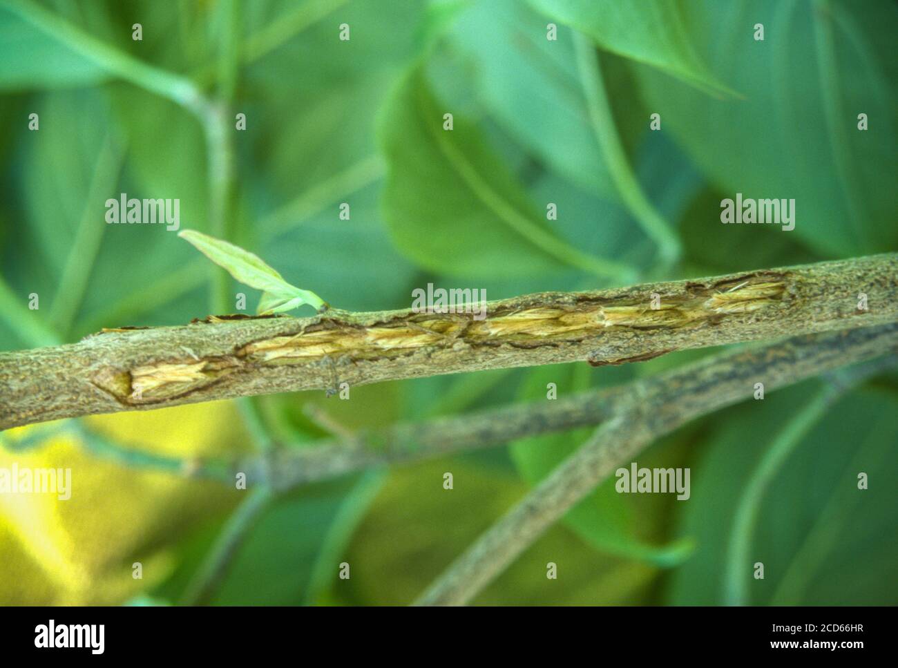 Cicada Damage, Virginia. Nachdem Eier schlüpfen, tauchen Nymphen aus dünnen Zweigen von Bäumen auf. Öffnungen können zu Infektionen und zum Tod von Zweigen führen. Stockfoto